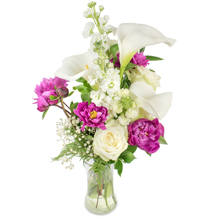 A tall, graceful bouquet that balances modern line with garden romance, perfectly suited to a mantelpiece in a Stanmore home. The arrangement sits in a clear glass vase, its curved silhouette and visible stems giving an honest, fresh feel. Dominant white calla lilies arc upward with satin-like petals and faintly yellow spadices, creating sleek, architectural accents that contrast with softer textures. Behind them a column of white stock (the larkspur-like spire so familiar from local markets) contributes layered clusters of tiny blooms that add a feathery vertical rhythm. The dramatic heart of the design is a cluster of deep magenta peonies: two fully opened flowers spill rich, ruffled layers of velvet-like petals into the lower plane while a compact bud on a stem promises an evolving display. A single creamy white rose nestles among the greenery, its neat spiral of petals offering classic calm and sentimental weight. Fine sprays of baby's breath (Gypsophila) thread through the bouquet, creating a subtle, airy veil that lifts the heavier shapes. Lush foliage - a mix of slender ferny fronds and broader, glossy leaves - frames the flowers and provides a lively green backdrop. Bathed in soft daylight, the colours read as crisp white and vivid magenta with fresh, green accents. As a design, it feels celebratory and composed, ideal for marking achievements, anniversaries, or as a thoughtful delivery to a neighbour after a walk around Stanmore Common.