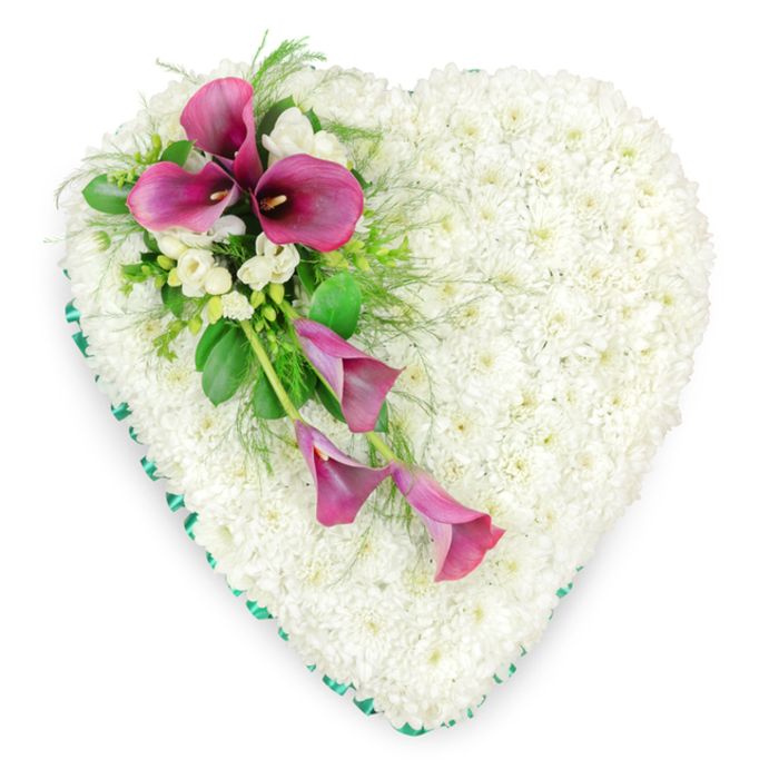 A large, heart-shaped sympathy arrangement occupies the centre of the frame, shown from a top-down perspective that reveals every careful detail. The heart is completely filled with hundreds of tiny white spray chrysanthemums, each bloom placed closely beside the next until the surface becomes a seamless expanse of white. The effect is that of a soft, padded cushion of petals, subtly textured and quietly luminous against the clean white backdrop. Around the very edge of the heart runs a band of emerald green ribbon, its satin finish gently catching the light and giving the outline a crisp, carefully tailored look. This green border creates a calm contrast to the white flowers, as though framing a cherished memory. On the upper left area of the heart, a beautifully composed spray of deep magenta and fuchsia pink calla lilies draws the eye. Two or three of the lilies are opened wide at the focal point, their sculptural, funnel-shaped spathes wrapping around deeper central spadices, while a succession of more slender, partially unfurled blooms extends diagonally downwards. This soft cascade introduces a sense of movement, as if the flowers are gently drifting across the white chrysanthemum field. Nestled amongst the calla lilies are clusters of small white freesia or similarly delicate blossoms, their star-like petals and lighter texture echoing and softening the bold lines of the lilies. Around this feature spray, a medley of lush greenery-feathery fern fronds, smooth, broad leaves and finer foliage-is layered with care, giving depth and natural variation. The mood is reflective and tender, making this heart an especially fitting tribute for a Stanmore family honouring a loved one at a local crematorium or church off Marsh Lane or The Broadway, a design that feels as though it has been created by a florist who truly understands the quiet comfort flowers can bring.