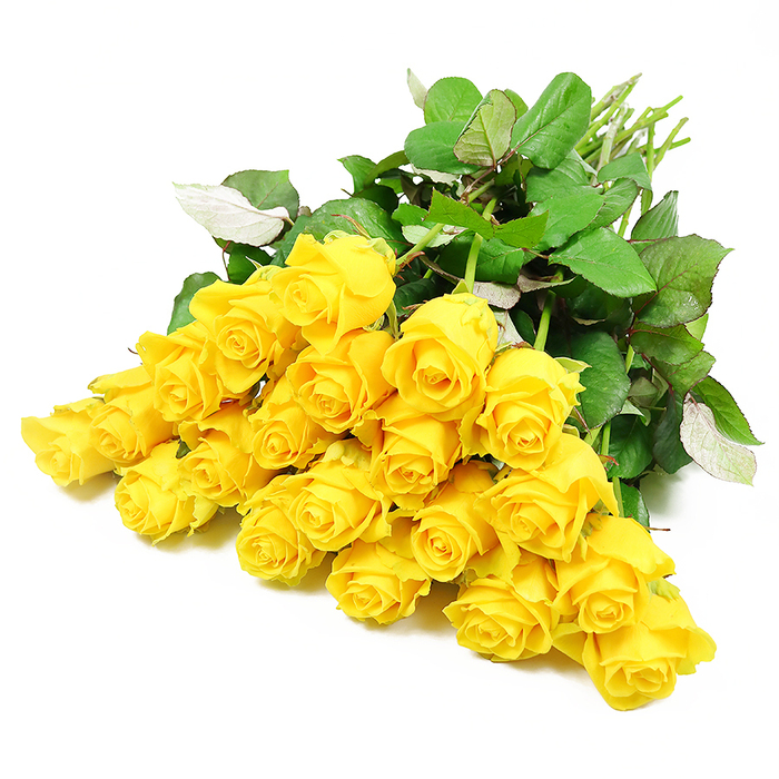 In this refined studio composition, approximately two dozen yellow roses are artfully fanned across a bright white surface, creating a scene that is both luminous and serene. The roses form a continuous cluster of colour, their heads resting closely together, as if gently supporting one another. Each bloom has its own stage of unfolding: some are tight, promising buds with petals wrapped close, while others are partially open, revealing deeper layers of rich golden yellow that fade softly toward the edges. This variation in development lends a quiet, organic rhythm to the arrangement, echoing the natural cycle of life and making the image particularly poignant for sympathy contexts. Deep green leaves fill the spaces between the roses, adding shape and dimension; some leaves catch the light with a subtle sheen, while others retreat into shadow, reinforcing a sense of depth. At the far side, light green stems extend outward in an easy diagonal, hinting that the bouquet has just been placed down by a careful hand, perhaps in a Stanmore florist's studio. The white background heightens the clarity of every detail, from the smooth petal edges to the fine veins in the foliage, while also creating a sense of calm emptiness around the flowers. It is easy to imagine this gentle yellow rose bouquet being chosen for a memorial service, a farewell at a chapel near Stanmore Hill, or a comforting delivery to a quiet home off Uxbridge Road. The roses speak of gratitude, shared memories, and the enduring warmth of love, offering light and solace without overwhelming the eye.