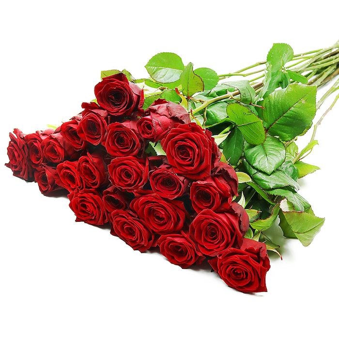 A striking bouquet of red roses is artfully laid across a pristine white background, with the full, blooming heads concentrated on the left and their long stems trailing away diagonally towards the right. Around two to three dozen roses are gathered in this generous cluster, each head slightly different yet equally beautiful, creating a tapestry of rich crimson. The petals are thick and velvety, tightly layered at the core and gradually opening into broad, rounded forms that curve outward in elegant spirals. The intensity of the red suggests passion and devotion, evoking images of surprise deliveries to Stanmore homes on special evenings, when a knock at the door and a bouquet like this transforms an ordinary day into a memorable one. Between the roses, deep green leaves appear in small, polished groups, their smooth, glossy surfaces catching the studio light. These leaves extend along the length of the stems, which are visible to the right, long and straight with subtle thorns that speak to their natural origin. The lighting is bright and even, creating crisp contrasts between the crimson petals, the dark foliage, and the immaculate white background, and revealing every delicate fold and shadow within each bloom. The composition feels balanced and carefully considered, as though prepared by an experienced florist in Stanmore who understands how to maximise both drama and refinement. This timeless red rose bouquet is perfectly suited for anniversaries, proposals, Valentine's Day surprises, or any moment when someone wants to send a clear, heartfelt message of love and admiration across Stanmore and the surrounding areas.