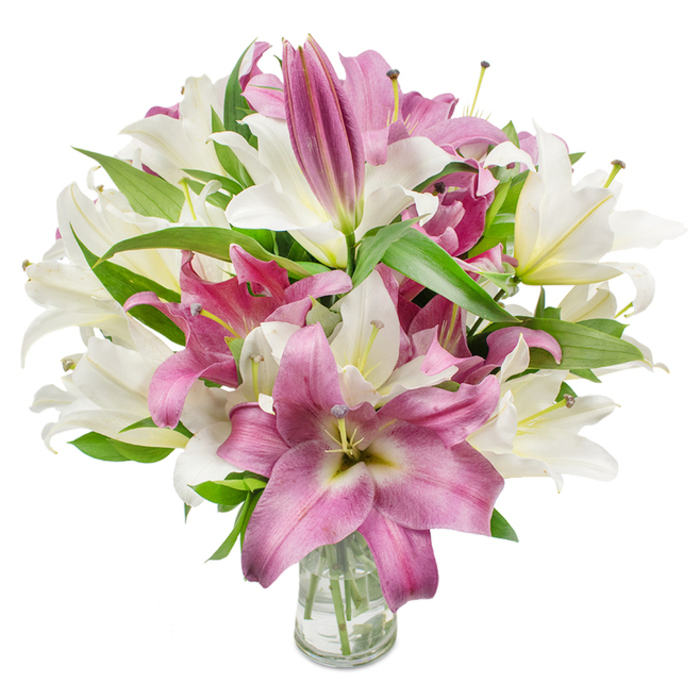 A striking, generously rounded bouquet of oriental lilies commands attention, composed of creamy white and deep fuchsia blooms artfully arranged in a clear glass vase. The vase's transparency reveals the neat green stems submerged in clean water, reinforcing the flowers' freshness. The white lilies offer a creamy, off-white palette, some with a delicate wash of yellow or pale green at the throat; nearby, the fuchsia and magenta lilies display velvety petals, often highlighted by lighter veins or a soft, pale centre that adds depth and luminosity. Many of the blossoms are fully open in trumpet or star shapes, exposing elegant stamens and anthers that lend natural realism-some dusted faintly with pollen-while numerous elongated buds remain tucked toward the top and edges, promising continued opening over several days. Crisp, lance-shaped foliage in a deep, verdant green interlaces the bouquet, providing structure, contrast, and a fresh garden note. The composition sits against a brilliant white backdrop with bright, diffuse lighting that accentuates petal texture, shadow, and sheen without overpowering the delicate hues. There is an implied scent of a light, sweet lily perfume that suggests spring mornings and intimate celebrations. Locally informed, this arrangement suits homes and events across Stanmore and nearby Harrow, offering an elegant choice for birthdays, anniversaries, or as an understated sympathy piece. A careful viewer will appreciate the florist's attention to balance and longevity - the mixture of open flowers and buds indicates days of evolving beauty when placed on a mantel, dining table, or bedside.