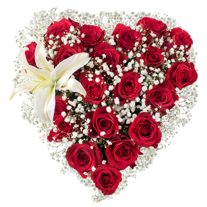 Against a clean white ground this heart-shaped arrangement reads as both statement and quiet offering: a compact, meticulously formed heart built from deep crimson roses whose soft, velveteen petals range from tight buds to fully opened blossoms, creating a tapestry of red and shadow. Interspersed throughout the rose mass and softening its outline are tiny sprays of white baby's breath (Gypsophila) that provide a light, cloud-like texture and a luminous contrast, their fine florets catching the light like little stars. Dominating the upper-left curve is a single white lily, its generous petals spreading outward with a refined, architectural presence; the lily's inner throat glows faintly creamy and the exposed yellow stamens add a warm focal point against the cooler whites and intense reds. The overall finish is precise-each bloom selected for size and stage to preserve the heart's symmetry and fullness-while the gentle studio illumination reveals subtle surface textures: the roses' nap, the lily's satin skin, and the gossamer stems of gypsophila. A florist working from Stanmore Station toward Canons Park would describe this as a signature piece: romantic, dignified, and made for moments when language falters-Valentine's, long-standing anniversaries, or a distinguished token of sympathy. The bouquet's scent is a layered hush-the rose's full perfume softened by the lily's green, honeyed notes-inviting a slow, attentive breath and testament to thoughtful floral craftsmanship in the local area around Stanmore and nearby Harrow.
