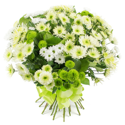 This image shows a beautifully rounded chrysanthemum bouquet, arranged in a harmonious blend of soft whites, creamy tones, and vivid lime greens, floating against a crisp, pure white background. The flowers appear freshly cut, as though they've just been prepared in a Stanmore florist workshop for same-day delivery across HA7. The main body of the bouquet is made up of masses of white and off-white spray chrysanthemums, each bloom composed of countless slender petals that fan out in delicate layers, creating a thick, cushion-like surface across the top of the arrangement. Many of the centres are flushed with subtle hints of pale green or buttery cream, adding gentle warmth and depth so the whites never appear flat or stark. Nestled among these larger blooms are small daisy-style chrysanthemums, with neat white petals and neat greenish-yellow centres, which add a slightly informal, cheerful accent. Breaking up the sea of white are numerous lime green pompon chrysanthemums, beautifully round and tightly petalled, their bright apple-green colour reminiscent of fresh leaves in Canons Park at the start of spring. Their unique texture and vivid tone bring a contemporary twist, making the bouquet suitable for both modern apartments and more traditional Stanmore homes. Sprigs of deep green foliage, likely classic chrysanthemum leaves, peek out between the flower heads, grounding the design with a touch of leafy structure. The stems are gathered tidily at the bottom, cleanly trimmed and wrapped in a wide lime green satin ribbon, tied into a polished, multi-looped bow that drapes elegantly. The sheen of the ribbon echoes the vibrancy of the green pompons, giving the bouquet a celebratory finish. Overall, the arrangement radiates peace and renewal, perfect for congratulating someone on a new chapter, offering comfort, or simply brightening a quiet afternoon indoors.