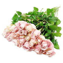 A generous array of approximately two dozen blush pink roses lies gracefully on a pristine white surface, captured from above with the same thoughtful care a Stanmore florist would give to a sympathy arrangement. The composition runs diagonally across the frame, with the full, rounded flower heads clustered at the lower left and the long, straight stems reaching toward the upper right, creating a natural sense of movement. Each rose features smooth, velvety petals arranged in precise spirals, their colours shifting subtly from whisper-soft pastel pink at the outer edges to more muted, dusty tones near the tightly furled centres. Some blooms remain more compact, their petals wrapped closely around one another in a quiet, contemplative pose, while others have relaxed into slightly more open forms that reveal intricate, layered interiors. The texture of the petals appears almost silky, with gentle ripples and curves catching the light and casting delicate shadows in the folds. Surrounding the blossoms, plentiful dark green leaves hug the stems, their rich, saturated hue and faint sheen offering a strong contrast to both the gentle pinks and the clean white background. The stems themselves are long and sturdy, gathered loosely to suggest a freshly cut bouquet resting before being placed into a vase or prepared for a funeral tribute. The bright, even lighting bathes every petal and leaf in soft clarity, evoking a sense of calm and quiet dignity. This arrangement feels particularly appropriate for expressing sympathy in Stanmore, whether delivered to a home near Stanmore Hill, a service at a local chapel, or as a comforting gesture to someone mourning in nearby Harrow Weald.