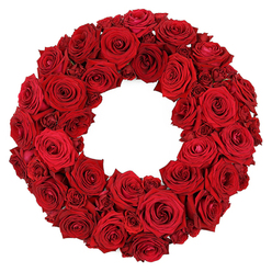 Bathed in soft morning light, this lush circular wreath is crafted from dozens of deep red roses, each bloom chosen at the peak of its beauty and arranged with expert care by a Stanmore florist. The petals feel velvety and opulent, their tones ranging from bright scarlet to wine dusk, as layers unfurl in a generous embrace. The wreath forms a continuous ring, every rose pressing gently against its neighbour to create a textured tapestry of crimson that invites the eye to trace from edge to spiral center. Large, fully opened heads dominate the design, while smaller blossoms fill the gaps, giving the piece depth, rhythm, and a sense of movement. Though no greenery is visible, the density and balance communicate elegance and restraint, making it suitable for celebrations-birthdays, anniversaries, or weddings-as well as solemn memorials where memory and affection are honoured. In Stanmore, this wreath arrives with a sense of ceremony and warmth, available for same-day delivery across HA7 and nearby postcodes, ensuring a thoughtful surprise or a respectful tribute reaches the door swiftly. The scent of roses lingers subtly in the air, mingling with the quiet hush of a doorway and the promise of a thoughtful gesture from a local florist who understands how colour and texture convey mood in a room.