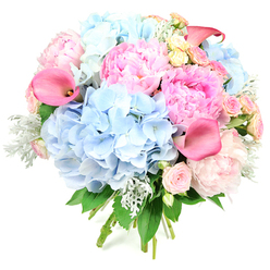 Presented upright against a bright white background, this exuberant bouquet feels like a soft burst of spring captured in time, the kind you might imagine carried through Stanmore's leafy residential streets on a special occasion. The arrangement is round and full, dominated by large, cloud-like spheres of sky-blue hydrangeas whose countless small blossoms pack tightly together to form a plush, pillowy base. Interwoven with these cool tones are lush pink peonies, their layered petals unfurling in shades that range from pale blush to richer, candyfloss pink, giving the bouquet a sense of movement and fullness. Rising above and between them, trumpet-shaped calla lilies in a deeper coral-pink provide smooth, elegant curves, adding a modern, sculptural accent that catches the light. Smaller roses, some in gentle blush pink and others in creamy yellow, are nestled throughout, like little treasures hidden among the larger blooms, lending a classic finishing touch. Silvery-green dusty miller, soft and velvety, peeks out between deeper green foliage, adding cool contrast and a sophisticated, almost frosted effect. The stems are neatly bound at the base, conveying the impression of a carefully hand-tied bouquet just completed at a Stanmore flower shop before being sent out for same-day delivery across the area. The mood is one of serene celebration and refined joy: you can almost sense the delicate fragrance of peonies and roses blending with fresh greenery, making this design ideal for marking birthdays, engagements, baby showers, or simply lifting someone's spirits on a quiet day at home.