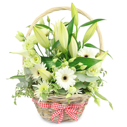 A rustic yet elegant wicker basket in a light, natural brown sits perfectly centred on a pure white background, brimming with a lush display of white and pale green blooms lovingly arranged with the steady, practised hand of an experienced Stanmore florist. The basket's weave is fine and even, its arched handle framing the flowers, while at the front a red and white gingham bow introduces a playful, homely accent that feels at home in the quieter streets around Stanmore Hill. Rising from the centre are tall lily buds, their petals still mostly closed, a creamy white washed with hints of green at the tips, suggesting fragrance and beauty still to unfold. Around them, white gerbera daisies are fully open, their radiating petals immaculate and their dark, almost black centres adding depth and focus. Woven between these larger blooms are clusters of lisianthus in white and soft green tones, the gently ruffled petals giving a romantic echo of cottage gardens. A single white calla lily curves elegantly through the foliage, its sleek trumpet shape introducing a contemporary note that contrasts beautifully with the rustic basket. Fine, spiky chrysanthemum-style sprays in white and light green add small bursts of texture and movement as they peek out from the greenery. Surrounding and supporting the flowers is a generous array of foliage: rounded eucalyptus leaves in silvery blue-green, broad deep-green leaves with a subtle sheen, and lighter variegated leaves that tumble slightly over the rim. The cool palette of whites and greens glows against the clean background, creating a calm, refreshing impression, perfect for celebrating an anniversary dinner near Stanmore station or sending quiet well-wishes to a loved one. It is a design that feels both timeless and current, with each element placed intentionally to create balance, harmony, and gentle optimism.