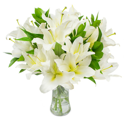 A meticulously composed vase of white lilies sits prominently against a flawless white field, each bloom arranged to display its perfect, satiny petals and delicate inner tones. The lilies are a brilliant, almost luminous white, with the faintest wash of creamy yellow-green toward each flower's throat that adds warmth and dimensionality. From the centre of several blossoms extend long, slender stamens-pale greenish-yellow filaments crowned by dusky brown anthers-which create a refined, botanical punctuation to the smooth white surfaces. Deep green, elongated leaves weave through the bouquet, their glossy texture and strong color giving the mass of flowers a grounded, verdant frame. The clear glass vase has a gently flared neck and sturdy base; through the clean water the trimmed stems show their pale green shafts, neatly aligned and reflective. As someone who arranges flowers in Stanmore, I picture this design arriving at a home on Stanmore High Street or being chosen for a peaceful corner at Canons Park gatherings-its soft fragrance and composed form offer reassurance and calm. The arrangement reads equally as an expression of sympathy, a sincere token of remembrance, or a tranquil decorative choice for a refined interior. Flower Delivery Stanmore carefully prepares lilies like these to ensure peak bloom and freshness, but visually what matters here is the quiet elegance: light caresses the petals, shadows trace their gentle curves, and the overall effect is one of purity, solace, and tasteful restraint that invites reflection.