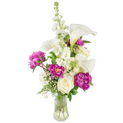 Imagine this arrangement set on a kitchen table near Canons Park, the clear glass vase curved like a little pool that shows the stems and a few delicate bubbles in the water. The bouquet is composed with the calm confidence of an experienced florist: tall, porcelain-white calla lilies form sculptural spokes, their trumpet shapes finished with pale yellow spadices that feel modern and serene. Complementing that clean architecture is a vertical shaft of white stock, its clustered tiny blooms giving a soft, romantic texture often likened to larkspur in local flower markets. Bold, magenta peonies bring a dramatic counterpoint - two wide-open peonies display layers of ruffled, velvet petals while a smaller bud hints at unfolding fragrance and beauty. Anchoring the lower centre sits a creamy white rose, its tight spiral of petals reading as timeless and sincere amid the more flamboyant blooms. Sprays of baby's breath (Gypsophila) weave through the stems like fine lace, brightening the deep fuchsia and white combination and adding air between the flowers. Rich green fronds and broader leaves tuck around the edges, providing depth and a natural, garden-fresh contrast. Light from a nearby window softens the colours, making the magenta glow gently and the whites read as clean and luminous. This arrangement radiates thoughtful celebration - fitting for birthdays, anniversaries, or as a comforting, elegant gesture after a stroll past the High Street in Stanmore.