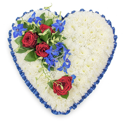 A large, heart-shaped floral arrangement fills this photograph, resting on a neutral white background that enhances its crisp lines and gentle curves. The body of the heart is made entirely from densely packed white chrysanthemums, their many small petals overlapping to create a velvety, cloud-like texture that suggests tenderness and peace. Every edge of the heart is wrapped in a royal blue satin ribbon, pleated with precision so that subtle ruffles catch the light and create a sense of depth and elegance, reminiscent of the refined details often seen in Stanmore's more traditional ceremonies and family gatherings. On the upper left shoulder of the heart, a striking spray of flowers adds colour and emotion: three deep red roses, fully open and perfectly formed, rise from a base of dark green leaves, their velvety petals creating a strong, heartfelt focal point. Flowing out and down from these roses, sprays of electric blue dendrobium orchids arc gracefully across the white chrysanthemums, their star-shaped blooms glowing in vivid shades of blue and purple. Fine, curling strands of fresh green foliage twine between the orchids, softening the transition and lending a natural, trailing movement. Positioned on the lower right curve of the heart, a lone red rose, accompanied by a small cluster of greenery, quietly mirrors the central spray, adding symmetry without overcrowding the design. The overall impression is dignified and deeply moving, a floral heart that could be delivered to a Stanmore funeral home or church to stand beside the coffin or at the front of the service, offering a visual expression of love, respect, and remembrance when words feel too small.