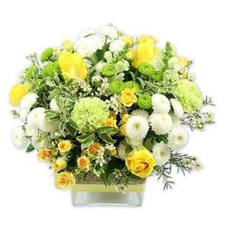A lush, rounded bouquet of flowers in cheerful yellows, clean whites, and refreshing greens sits proudly in a low, square glass vase, photographed against a simple white background so every detail is clearly visible, much like a display you might see in a Stanmore living room flooded with natural light. Dominating the composition are large yellow roses, their petals unfurling in smooth, velvety layers, some fully open and others still in charming bud form. These are closely accompanied by dainty yellow spray roses, packed with miniature blooms that fill the spaces and add a sense of abundance. Between the roses, white pompom chrysanthemums appear as compact spheres of tightly packed petals, their round shapes softening the overall look. Bright lime-green button chrysanthemums add striking pops of contemporary colour, dotted evenly through the arrangement, while paler green, frilled blooms-similar to decorative carnations or green mums-provide gentle, ruffled texture and expand the bouquet's shape. The flowers emerge from a rich bed of greenery, including broad, variegated leaves with creamy edges that catch the light, and darker, feathery filler greens that draw the eye inward. Tiny, star-like white filler flowers peek out from between the larger blooms, suggesting delicate movement and lightness. The clear glass vase, modern and minimalist, showcases the stems inside and is wrapped mid-way with a band of rustic, woven fibre, topped by a bright lime-green ribbon that echoes the bouquet's lively tones. Crafted with the steady hand of an experienced florist, this arrangement feels uplifting yet calm, ideal for sending a thoughtful get well wish, marking a new home near Stanmore station, or brightening an office along The Broadway with a touch of local floral beauty.