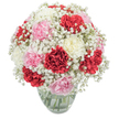 This floral creation, lovingly curated by the team at Flower Delivery Stanmore, is a vivid celebration in a vase. Plush, ruffled carnations in brilliant crimson, gentle blush pink, and creamy white invite the eye and the hand, each bloom revealing layers of petal that blend sophistication with natural charm. Drifting between the carnations, generous clouds of wispy white baby's breath weave a tapestry of light and air, lending an almost floating elegance to the entire composition. The arrangement's voluminous, rounded shape is expertly constructed, ensuring a full and harmonious silhouette that stands out against a bright, unstated white background. At the bottom, the clear glass vase allows a glimpse of freshly cut, green stems soaking in clear water-a reminder of the freshness and care that Stanmore florists are known for. Sunlight plays across the petals and baby's breath, illuminating subtle variations in hue while intensifying the bouquet's lively presence. Slightly spiced, softly sweet scents drift from the carnations, complemented by the clean, fresh aroma of gypsophila, evoking renewal, affection, and gentle hope. This bouquet is perfect for marking life's tender milestones-a token of appreciation, a birthday delight, or simply uplifting a room with Stanmore's signature warmth and sense of celebration.