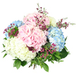 This image presents a full, hand-tied hydrangea bouquet set against a clean, bright white background, allowing the colours and shapes to stand out with clarity. The arrangement is dominated by large, rounded hydrangea heads in soft pastel tones: blush pink, gentle light blue, and creamy white. Each hydrangea bloom is formed from many small, overlapping petals, packed closely together to create a rich, textured surface that appears both plush and delicate. Between these generous blooms, fine stems of small magenta and deep pink flowers, similar to waxflower, rise and weave, their star-like petals offering a striking contrast to the pastel palette and adding a sense of movement. Fresh green foliage anchors the design, including broad dark green leaves and slimmer, lighter shoots that peek out from between the flowers. This mix of greenery gives the bouquet a natural, garden-inspired character, reminiscent of the soft borders you might see near Stanmore Country Park or in quiet streets off the Broadway. The stems at the base are gathered tightly, hidden beneath the mass of blooms, so the overall shape reads as a rounded, abundant dome of colour and leaf. Bright, even lighting reveals every detail: the gentle gradation of pink and blue tones, the creamy centre bloom, and the fine structure of the tiny magenta flowers. The impression is one of calm elegance and soft joy, perfect for marking a special moment in Stanmore-perhaps a birthday tea at home, a new baby's arrival, or a simple gesture of thanks that brings the feeling of fresh, seasonal flowers indoors.