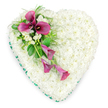 The photograph captures a refined, heart-shaped floral tribute designed for a funeral or memorial, resting against a stark white background that allows its form and colours to stand out. The substantial heart is densely carpeted with pristine white spray chrysanthemums, each tiny bloom nestled closely together so there are no gaps, only a continuous, plush surface of white. This soft, cushion-like texture conveys a sense of peace, purity and gentle support, as if cradling memories with care. Encircling the heart is a narrow band of rich emerald green ribbon, carefully aligned to follow every curve, adding a neat, polished frame and a touch of colour contrast. Stretching diagonally across the upper left portion of the heart is an expressive spray of deep magenta and fuchsia pink calla lilies. Several lilies are fully open at the focal point, their graceful trumpet-shaped spathes arching around darker inner spadices, while more slender, partially opened blooms extend downward, creating a fluid, cascading line across the white chrysanthemum base. Among these striking lilies, small clusters of delicate white freesia or similar dainty flowers add finer texture and pick up the purity of the underlying heart. A mixture of lush green foliage-feathery fern fronds, glossy broad leaves and smaller sprigs-is thoughtfully woven through the spray, providing depth, balance and a natural garden feel. The overall impression is of a dignified and heartfelt sympathy arrangement, the sort of floral heart chosen by families in Stanmore to be delivered to a local service near Stanmore Station, along The Broadway or by the tranquil edges of Canons Park, where a lovingly crafted tribute can speak quietly of enduring love, respect and remembrance.