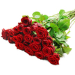 A generous, hand-tied bouquet of long-stemmed red roses is presented against a spotless white background, photographed as if freshly finished on the workbench of a Stanmore florist and ready to be delivered along The Broadway or towards Stanmore Hill. The blooms gather in an abundant cluster on the left, forming a lush, almost sculptural mass of deep crimson. There are around two to three dozen roses, each one displaying velvety petals that spiral tightly at the centre and gradually loosen into full, rounded blossoms. The colour is a rich, romantic red that immediately suggests love letters, candlelit dinners, and important anniversaries. Among the flowers, dark green leaves appear in glossy, layered groups, their cool tones and natural sheen providing a striking contrast to the intensity of the red. The stems stretch diagonally towards the upper right, long, straight, and sturdy, with a few discreet thorns visible here and there, underscoring the natural beauty and freshness of the bouquet. Bright, even studio lighting washes over the arrangement, bringing out the intricate folds of each petal and the subtle variations in tone that give the roses their depth and character. Set against the minimal white backdrop, the bouquet becomes the sole focus, radiating elegance and emotional warmth. This image captures a classic symbol of passion and devotion, ideal for use with content about romantic gestures, premium flower delivery in Stanmore and Belmont, Valentine's Day surprises, or guidance on choosing the perfect luxury red rose bouquet.