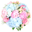 A softly radiant bouquet is shown against a bright white background, its pastel colours and flowing shapes creating a sense of calm celebration. The design is anchored by plush blush pink peonies, fully opened and richly ruffled, their many layers of petals forming generous, rounded blooms that suggest warmth and affection. Mixed among them, pillowy clusters of sky blue hydrangeas expand outwards, made up of countless small florets that give the bouquet a billowing, cloud-like texture, like light drifting over the open spaces of Stanmore Common. Scattered delicately through the arrangement are miniature spray roses in blush and pale creamy yellow; some appear as neat buds, others partially opened, adding gentle points of detail and a feeling of quiet unfolding. Rising with graceful curves, a few hot pink calla lilies provide sleek, trumpet-shaped blooms that introduce a vivid accent, bringing a touch of modern flair to the otherwise soft palette. Around the edges and between the flowers, silvery-green Dusty Miller foliage with its velvety, lobed leaves interlaces with deeper green foliage, framing the bouquet and adding cool contrast and depth. The result is a round, harmonious composition that looks thoughtfully balanced, as though crafted in a Stanmore workshop for a special family gathering, a birthday dinner off The Broadway, or a romantic occasion at home. Even though it is just a photograph, you can almost imagine the light, powdery fragrance of peonies mingling with the sweetness of roses, filling a North West London living room with gentle scent. The arrangement feels ideal for expressing affection, gratitude, or celebration, delivered fresh and brimming with quiet elegance.