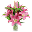 A luminous studio portrait of a generous bouquet of deep fuchsia and rosy-pink oriental lilies arranged in a simple clear glass vase, set against a pristine white background. The composition highlights numerous fully open six-petalled blooms with broad, star-shaped faces whose waxy petals sweep back in elegant curves from a pale, chartreuse-yellow throat that fades into creamy white at the centre. Dark burgundy stamens, heavy with golden pollen, punctuate each blossom and add a graphic contrast to the vivid pinks. Scattered through the cluster are elongated buds in varying stages-pale pink tips, richer magenta sheaths and a few with fresh green tips-promising days of unfolding colour and fragrance. Lush, lance-shaped emerald leaves and sturdy upright stems form a verdant scaffolding around the blooms; the transparent vase reveals neatly trimmed stems and clear water that catches the studio light, underscoring the flowers' freshness. The overall mood is bright and refined, the kind of arrangement you might choose to bring bloom and warmth to a Stanmore kitchen table, a bedside in a Canons Park flat, or a mantelpiece after a walk across Stanmore Common. The lilies' heady scent seems almost perceptible in the image: a soft, honeyed perfume that invites lingering and conversation. This photograph feels deliberately crafted to celebrate the lilies' sculptural form and longevity, ideal for features about floral care, thoughtful gifting for birthdays or Mother's Day, and elegant home accents. Every visual detail-colour gradation, pollen texture, bud promise-has been preserved to convey both botanical accuracy and a quietly joyful presence.