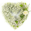 A tender, heart-shaped tribute formed almost entirely from clouds of tiny white baby's breath (Gypsophila) rests against a clean white background, its surface soft and billowy like fresh snow. Each minuscule blossom contributes to a seamless, pillowy texture that defines the full rounded silhouette of the heart, conveying quiet purity and gentle solace. Nestled into the upper right curve, a single cream-white rose sits as the calm centrepiece - its petals still tightly furled, catching the light with a faint, velvety sheen and suggesting a hush of reverent beauty. Interlaced with the rose are glossy dark-green ivy leaves, their lobed forms creating a classic contrast and drawing the eye along the heart's right edge; slender, pale-green eucalyptus-like sprigs trail diagonally downward, adding a delicate, feathery texture and a whisper of cool, herbal scent. The overall palette is restrained: soft whites, cream tones, deep greens, and subtle yellow-tinges at the rose's heart, all revealed under bright, even lighting that highlights each tiny bloom and the arrangement's careful contours. The composition reads as a peaceful emblem of remembrance - appropriate for a funeral, memorial service, or a quiet expression of sympathy - and it radiates a sense of calm, purity, and enduring affection. As a local florist in Stanmore I imagine placing this piece with care at services near Stanmore Broadway or beside a graveside at Canons Park, where its clean lines and soothing presence offer comfort and a gentle nod to cherished memories.