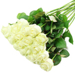 A sweeping display of white roses lies diagonally across a spotless white backdrop, giving the impression of a finished bouquet carefully set down in a Stanmore studio before being wrapped in tissue and ribbon. The dense heart of the arrangement occupies the lower left of the image, where about two dozen rose blooms nestle closely together, creating a soft mound of petals. Each rose is beautifully shaped, with a tight central bud surrounded by layers of delicately unfurling petals that form a classic rosette. The colour is predominantly pure white, yet gentle shades of cream and ivory glow from the centres, and the slightest touch of green at the petal bases whispers of early-morning cutting and conditioning. This sense of freshness is typical of arrangements prepared for same-day delivery around Stanmore Broadway, Canons Park, and the quiet residential streets nearby. From the floral cluster, long stems extend diagonally towards the upper right of the frame, aligned in a loose, natural fan. They are deep green and strong, punctuated by occasional small thorns and dressed with clusters of healthy leaves. The foliage ranges from rich, dark emerald to slightly lighter green, with some leaves carrying a faint reddish tinge along the edges, lending visual complexity and a sense of life. The lighting is bright and even, erasing strong shadows and placing every nuance of petal and leaf into clear focus. The result is an image of calm elegance and tenderness, suggesting a bouquet suitable for marking a wedding day, expressing sympathy with quiet dignity, or surprising a loved one in a home just off Marsh Lane with a message of pure, heartfelt affection.